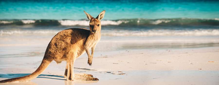 Australian Kangaroo: Preiswerter Einstieg in das Silber-Investment.